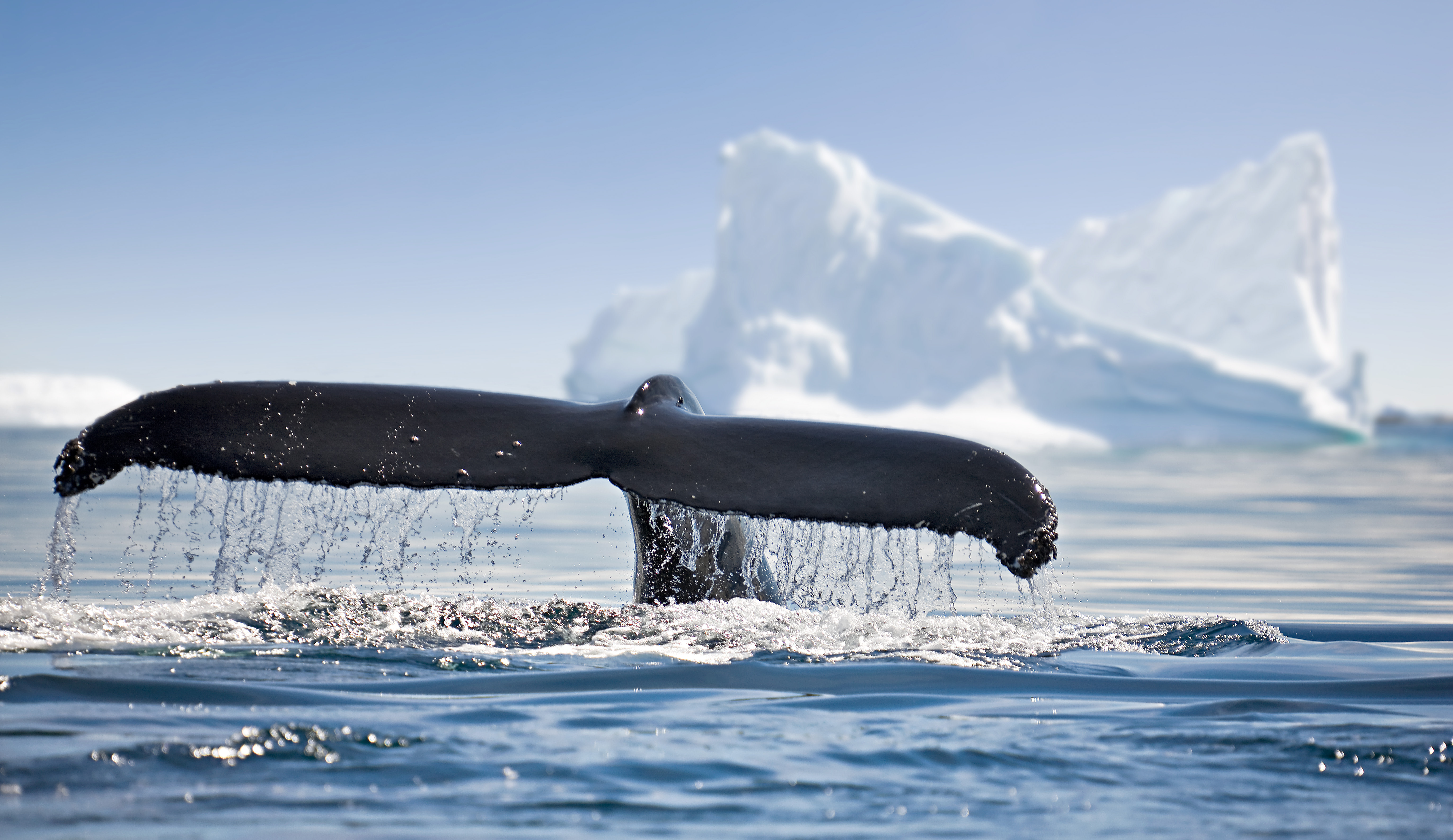 Humpbacks whale breaching jumping. Alaska Best time to visit Alaska