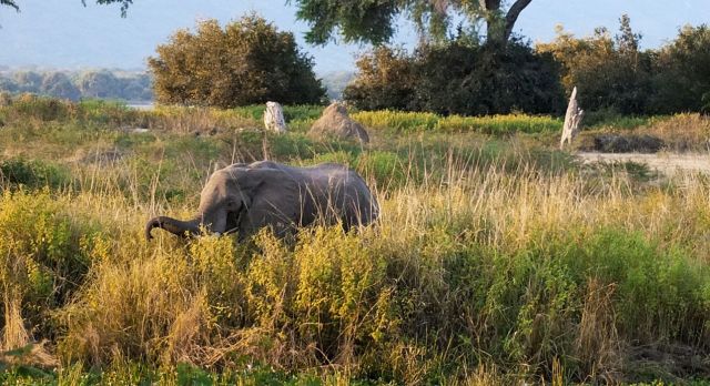 Elefant im Mana Pools Nationalpark