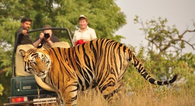 The Real Jungle Book Your India Safari With Enchanting Travels