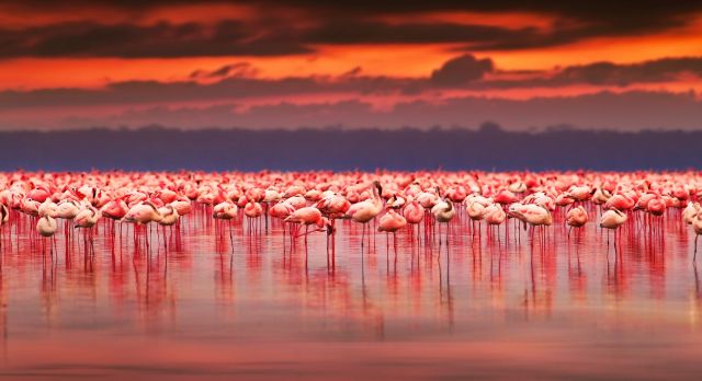 Flamingos am Lake Nakuru