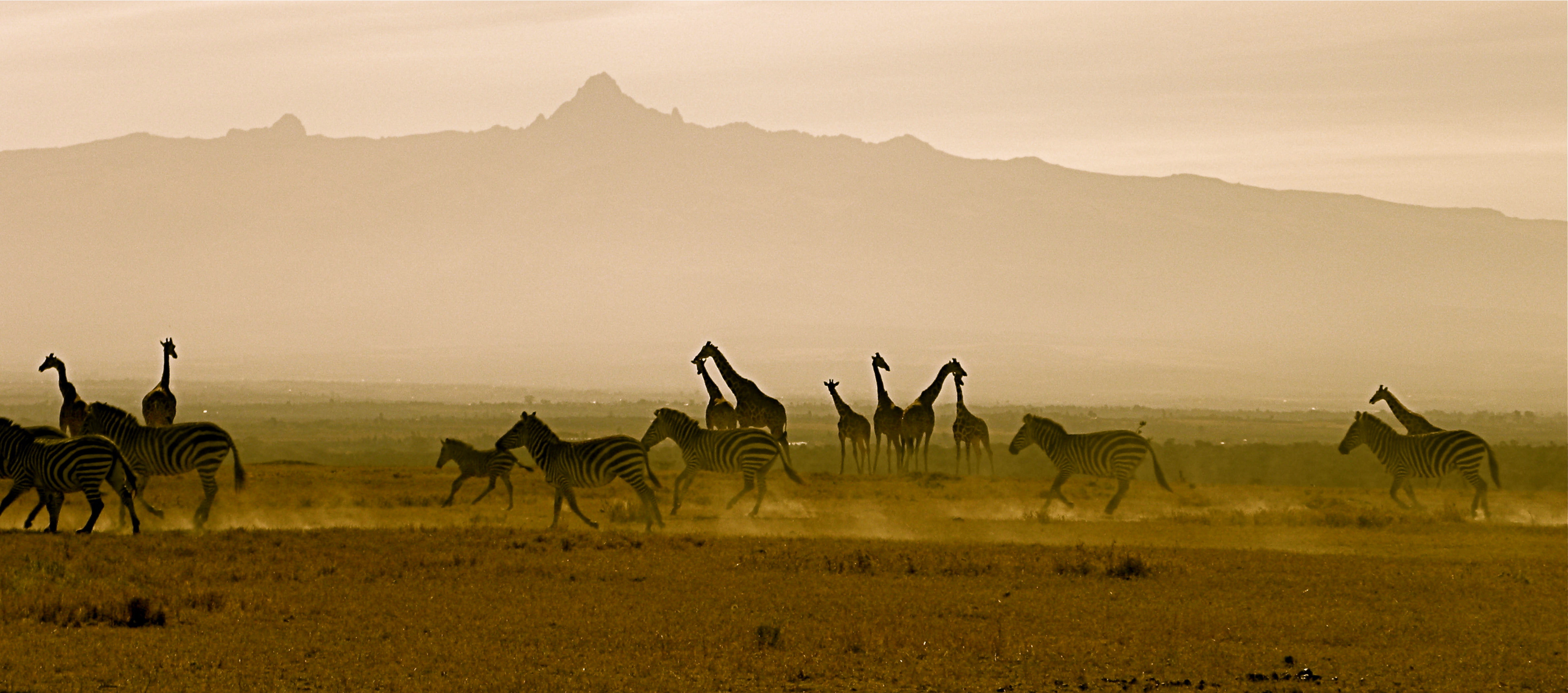 Safri in Kenia, Giraffen Safri in Kenia, Giraffen