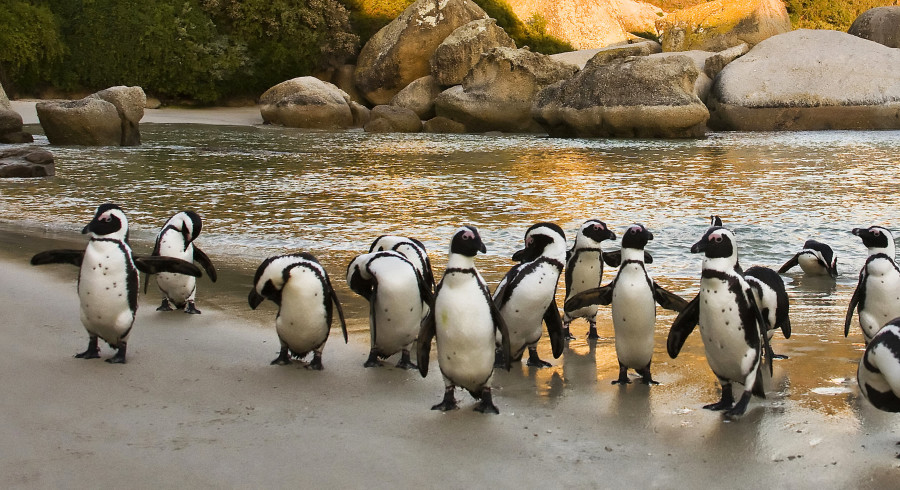 Pinguine am Kap der guten Hoffnung
