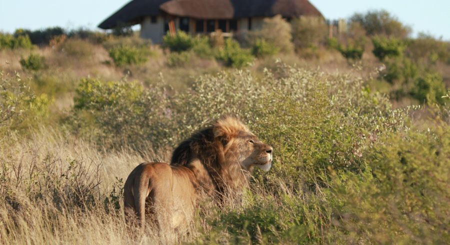 Löwen sind das Highlight jeder Safari