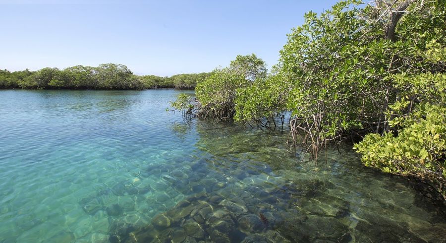 Mangrovenbäume auf der Isla Isabela
