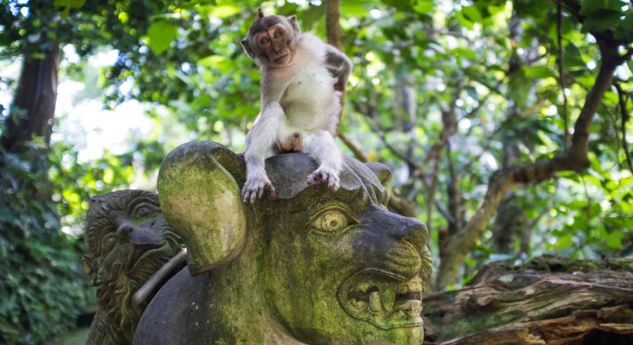 Affe in Indonesien