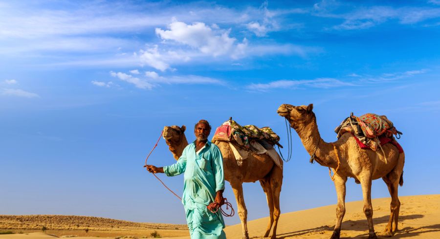 Kamele beim Jaisalmer Wüstenfest