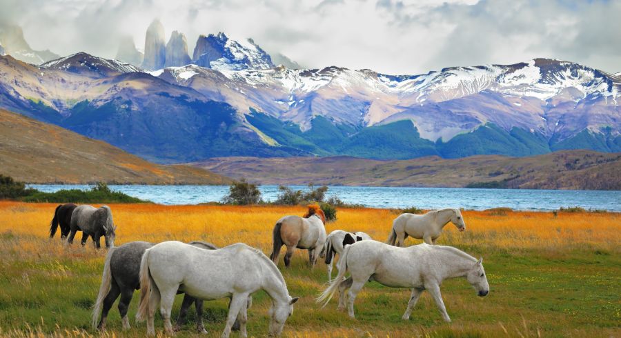 Pferde vor patagonischen Bergen