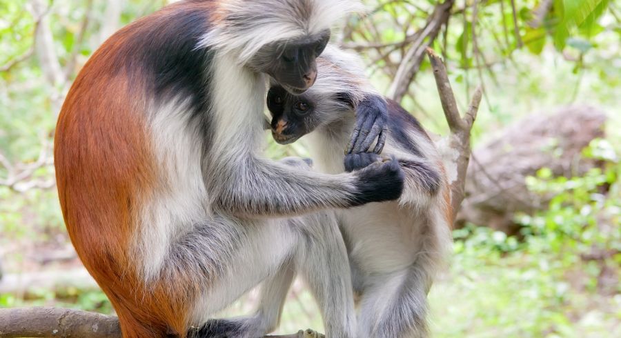 Red Colobus Monkeys in Zanzibar's Jozani Forest
