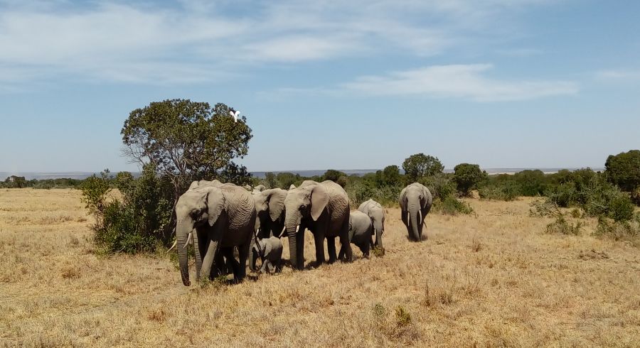 Elefanten im Meru Nationalpark