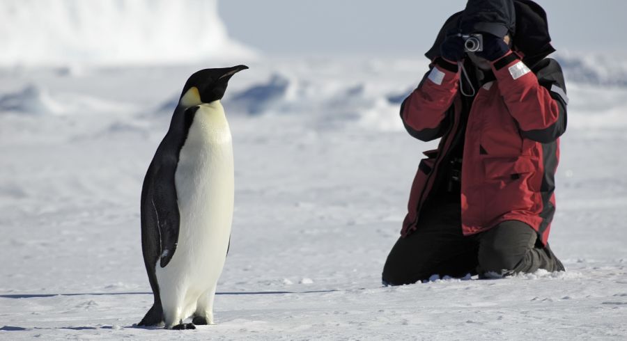 Enchanting Travels Penguin photos
