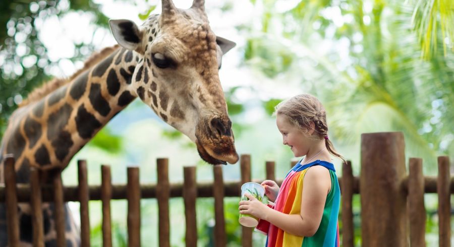 Children feed giraffes in tropical safari park at Singapore