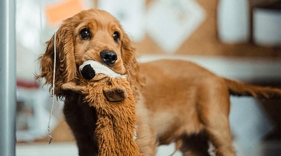 Dog playing with toys in flat