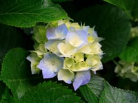 Hydrangeas c38ckz - Eugenol