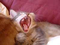 Tigrou pehjy6 - Eugenol