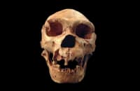 O1axgfa3wz9a4zf6qedj9s4gj223 - Eugenol