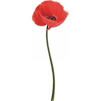 Sticker coquelicot - Eugenol