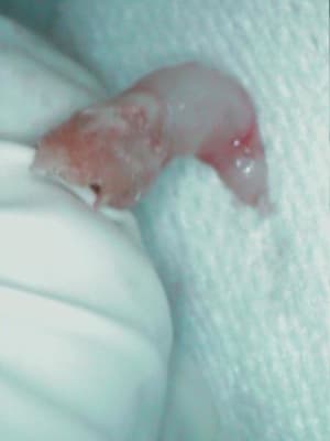 2 mth52i - Eugenol