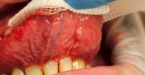 6491nwxxsg0ob6mto78x04zg2lhd - Eugenol