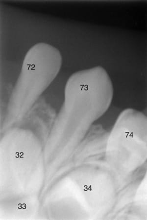 6 nt9n9j - Eugenol