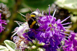 Bzzz3 inc73c - Eugenol
