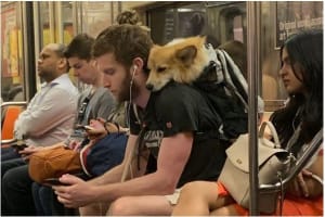 Chien sur voyageur mungu7 - Eugenol