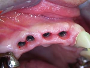 Dscn2032 pjngra - Eugenol