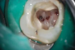 Dsc 0339 hqafyf - Eugenol