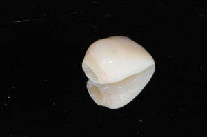 Dsc 1781 edwkab - Eugenol