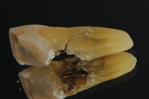 Dsc 5808 oxddzr - Eugenol