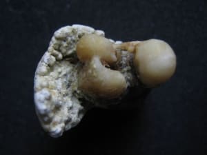 Img 0775 nl3sa3 - Eugenol