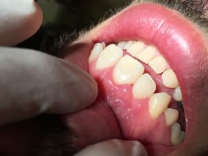 Img 1777 zlxs5x - Eugenol