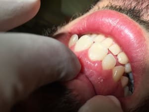 Img 1778 kcmc3d - Eugenol