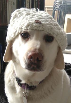 Img 20180225 110010 3 dhjpoh - Eugenol