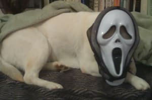 Img 20181031 203236 2 m8v5oz - Eugenol