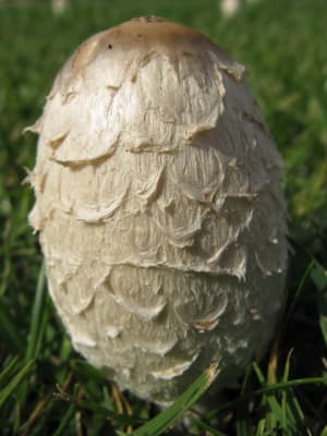 Img 4318 gpuuz4 - Eugenol