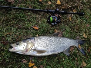 Img 5843 se7xfc - Eugenol