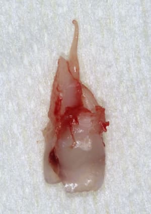 Img 7388  copier  qxq49d - Eugenol