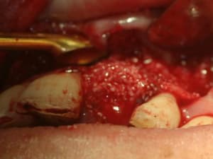 Img 9929 sovjs5 - Eugenol