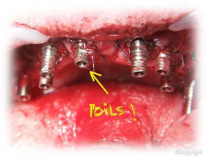 Image38 umauak - Eugenol