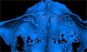 Image3 hr5eep - Eugenol