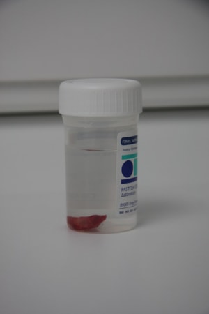 Jou 127 rok12b - Eugenol
