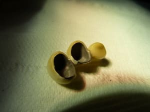 P1010552 ec7qrn - Eugenol