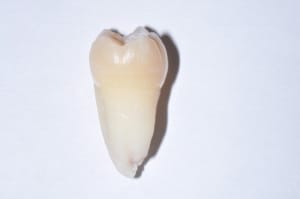 Photo 002 wjkmn4 - Eugenol