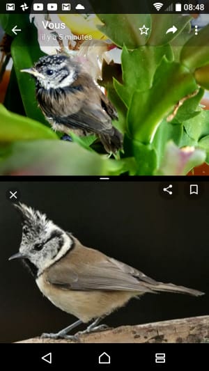 Screenshot 20200502 084855 yf7cin - Eugenol