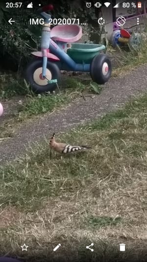 Screenshot 20200713 205748 yj6yui - Eugenol