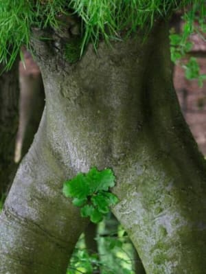 Arbre cache sexe bubokl - Eugenol