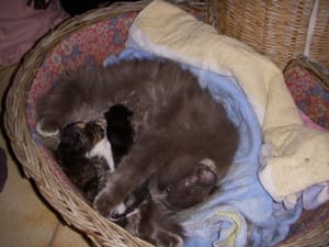 Bande de chats auyqj7 - Eugenol