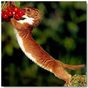 Belette op2kkj - Eugenol