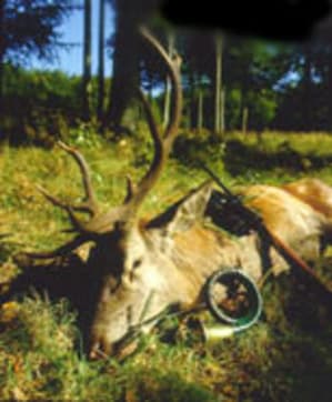 Cerf ah8aox - Eugenol