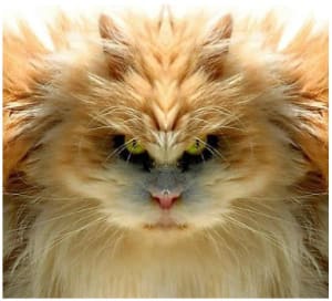 Chat normal icu9ss - Eugenol